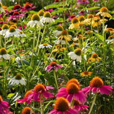 Image result for xenevu