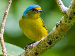 Image result for Eulophia arenicola