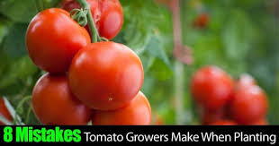 Look for the tomato suckers, which grow in the v space between the main stem and the branches on your tomato plant. 8 Tomato Plant Growing Mistakes Do You Make Any