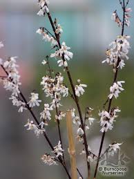 Abeliophyllum Distichum From Burncoose Nurseries Plants White Flowers White Gardens