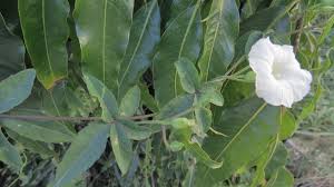 Image result for Merremia quinquefolia