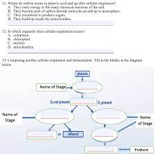 Cellular respiration is a process by which cells harvest the energy stored in food. 11 Where Do Carbon Atoms In Pyruvic Acid End Up Chegg Com