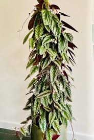 Image result for Cissus