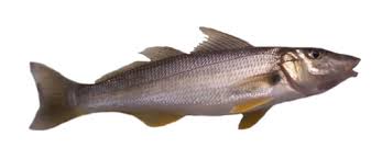 Sand Whiting Fish Identification Information Queensland