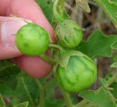 Image result for Solanum goetzei