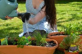 Cette liste est pour une main acheminé signe de jardin basilic. Faire Pousser Des Plantes Aromatiques Chez Soi Petit Guide