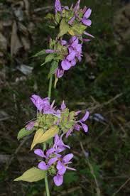 Image result for Dicliptera transvaalensis