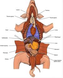 Structure and function of the gall bladder. Fetal Pig Dissection Diagram Quizlet