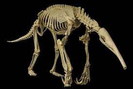 Timeline Photos Museum Of Osteology Facebook Tierknochen Anatomie Skelette