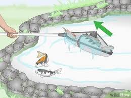 Some koi keepers do choose to keep male koi only or female koi only ponds, so that is an option if you want to avoid the stressful spawning time every year. How To Breed Koi Fish 15 Steps With Pictures Wikihow