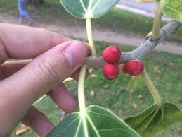 Image result for Ficus verruculosa