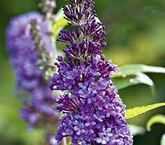 Buddleia Davidii Purple Emperor White Flower Farm Purple Plants Plants