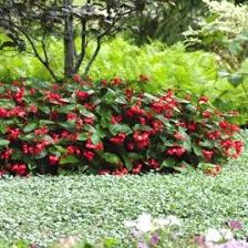 Begonia Dragon Wing Rouge Fleurs Annuelles Rouge Vif Portees Par De Grandes Grappes Sur Des Tiges Robustes Pour Mass Begonia Fleurs Annuelles Jardin Express