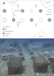 Diurnal predators of restocked lab-reared and wild Diadema antillarum near  artificial reefs in Saba [PeerJ]