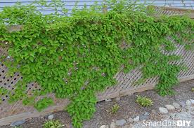 Pin On Front Yard Veg Gardens