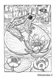 We did not find results for: Kleurplaat Kikker Kleuteridee Nl Frog Preschool Coloring Frog Coloring Pages Animal Coloring Pages Frog Coloring