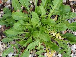 Image result for Hypochaeris