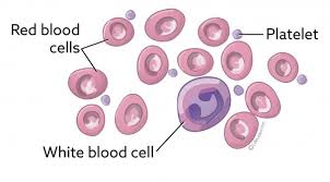 How to draw animal white blood cell. Complete Blood Count Vca Animal Hospital