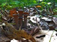 Image result for Craterellus fallax
