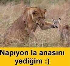 Napiyon La Anasini Yedigim Mizah Matrak Komik Espri Saka Girgir Komiksozler Caps Hayvanlar Vahsi Hayvanlar Cok Sirin Hayvanlar