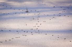 Habe diese spuren schon mit fotos von tierspuren im schnee aus dem internet verglichen aber es wollte. Tierspuren Im Schnee Begegnungen Mit Der Natur