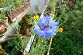 Auf meinem bio balkon garten, pflanze ich allerlei gemüse, kräuter und blumen an. Kistengrun Mein Kleiner Balkon Garten