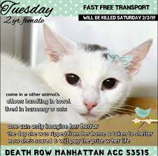 Tuesday To Die 02 02 19 Cats Cat Adoption Foster Cat