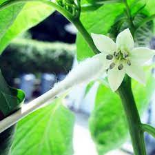 Include (or exclude) self posts. Gardening How To Hand Pollinate Fruits And Vegetables Kitchn