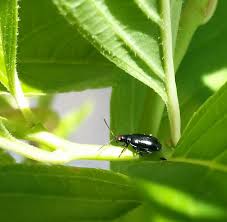 Those little black bugs on your tomatoes could be aphids. Flea Beetles How To Get Rid Of Flea Beetles In Your Garden The Old Farmer S Almanac