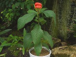 Image result for Psychotria auxopoda