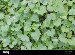 Image result for Malva verticillata