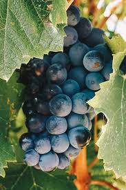 Aude Balade En 2cv Dans Le Vignoble Du Fitou En 2020 Pays Cathare Cathares Sejour En France
