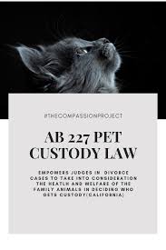 New Pet Custody Law Sick Pets Pets Animal Law