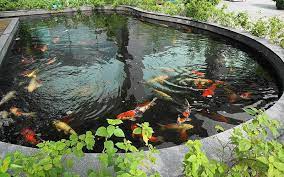 Bagi kalian para pecinta ikan, tentu akan merasa. Punya Kolam Ikan Di Rumah Ini Risiko Yang Harus Ditanggung Okezone Lifestyle