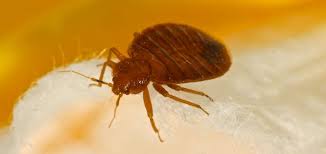 Their favorite food drenched in gooey at rove pest control, we keep up with pests and what they respond to. Pest Control Exterminator Services Vancouver Call Us Today