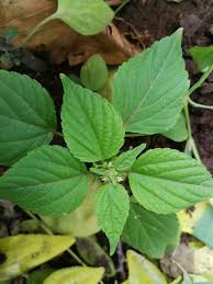 Image result for Acalypha brachystachya