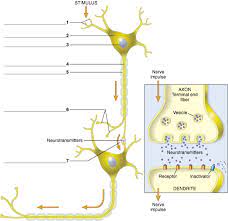 Chapter 10 Nervous System Nerve Cell Diagram Diagram Quizlet