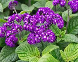 Image result for Heliotropium ciliatum