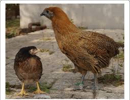 Rhode island red chicken, american breed of poultry, no longer raised commercially, but still maintained for use in breeding programs. Typical Examples Of The Chicken Breeds At The Moment Of Slaughter At Download Scientific Diagram