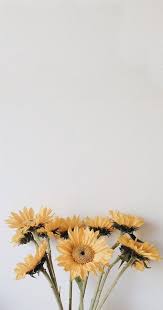 Girasole Sfondi Tumblr 1000x1900 Wallpapertip Scopri il linguaggio del girasole, il fiore dell'allegria, della vivacità e della solarità.