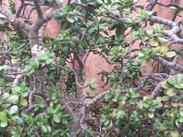 Check spelling or type a new query. Jade Plants Types Care And Propagation Dengarden