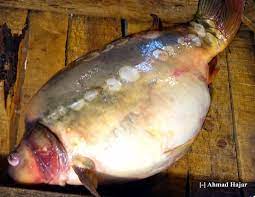 سمك الكارب الناصري Blog Posts Blog Fish