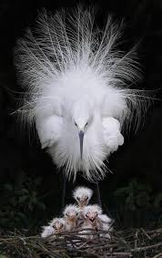 Bird With Crazy Hair Pin By Stephanie Rooks Fain On Animal Magnetism Beautiful Birds Animals Animals Beautiful