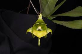 Image result for Aeranthes africana