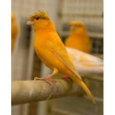 We did not find results for: Kenari Orange Harga Terbaik Agustus 2021 Shopee Indonesia