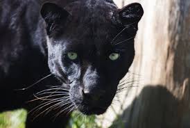 It's like having a cryptid black animal for a pet. Black Panther One Of The Strongest Climbers Among All The Big Cats Impressive Nature