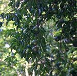 Image result for Rothmannia macrosiphon