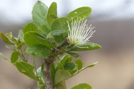 Image result for Thilachium africanum