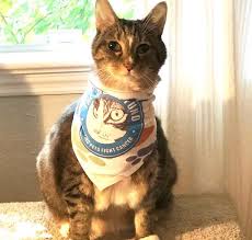 This category includes medical needs such as cancer treatment, heart disease, chronic conditions, endocrine diseases, eye diseases, etc. The Brodie Fund Helps Families Afford Pet Cancer Treatment