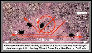 The first telltale sign that these aren't bed bugs is the black color. Mites